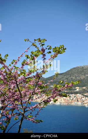 Albero di Giuda ( Cercis siliquastrum ). Vista di Vathi, città di Samos, Samos Island, Grecia. - Foto Stock