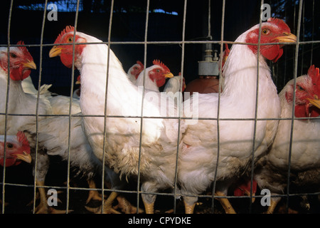 Francia, Seine et Marne, Meaux, batteria di allevamento di galline Foto Stock