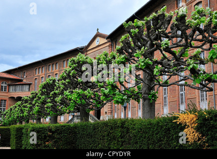 Alberi pollardati nei bellissimi giardini paesaggistici di Hôtel-Dieu St-Jacques, Tolosa, Francia - il primo grande ospedale di Tolosa Foto Stock
