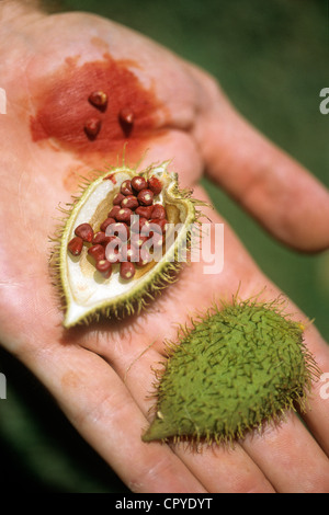 Francia Guiana Francese (Overseas Department) Semi di Achiote (Bixa orellana) sono utilizzati per threir dipinti di Amerindi Foto Stock