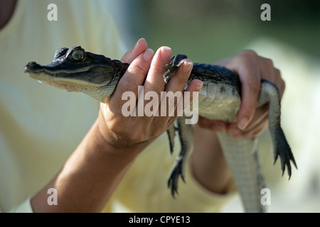 Francia Guiana francese overseas department Kaw paludi di osservazione spectacled cayman crocodilus Caimano che è di pochi mesi di età Foto Stock