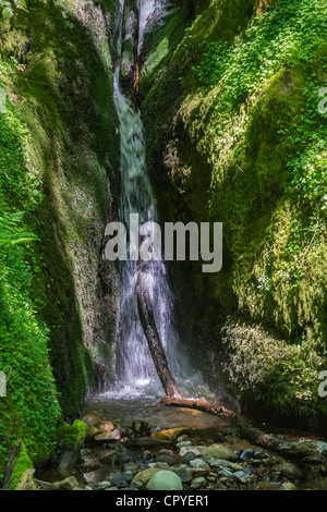 Dollar Glen, Dollaro, Clackmannanshire, Scozia - burrone boscoso con Dollar masterizzare stream. La cascata di masterizzazione. Foto Stock