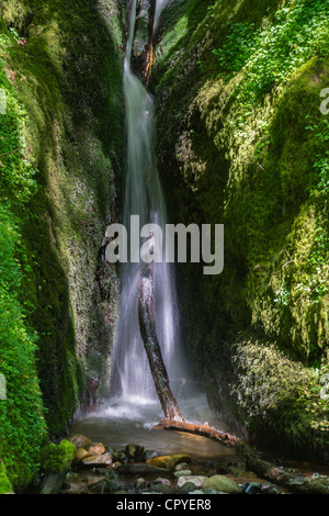 Dollar Glen, Dollaro, Clackmannanshire, Scozia - burrone boscoso con Dollar masterizzare stream. La cascata di masterizzazione. Foto Stock