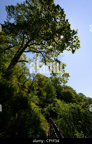 Dollar Glen, Dollaro, Clackmannanshire, Scozia - burrone boscoso con Dollar masterizzare stream. Alberi in maggio. Foto Stock