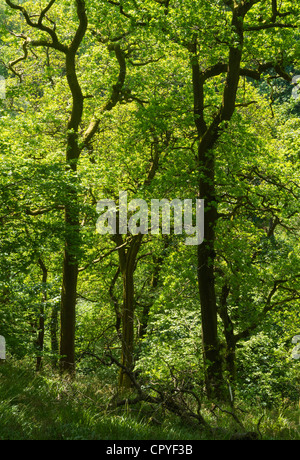 Dollar Glen, Dollaro, Clackmannanshire, Scozia - burrone boscoso con Dollar masterizzare stream. Alberi in maggio. Foto Stock