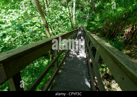 Dollar Glen, Dollaro, Clackmannanshire, Scozia - burrone boscoso con Dollar masterizzare stream. Per raggiungere a piedi il burrone. Foto Stock