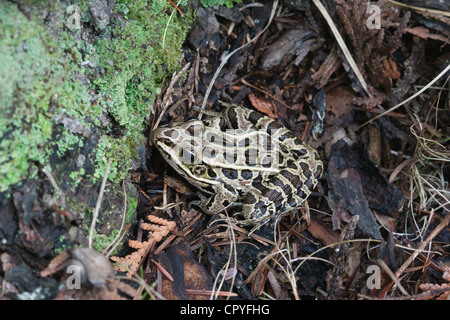 Northern Leopard Frog Rana pipiens in appoggio sul suolo accanto a lichen coperto rock e USA Foto Stock