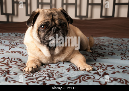 Pug recante sul letto Foto Stock