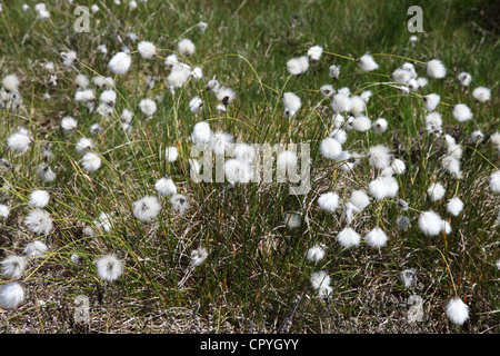 Erba di cotone visto sul North Yorkshire Moors, vicino Levisham, England Regno Unito Foto Stock