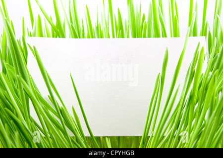 Erba verde isolato su uno sfondo bianco con blank business card Foto Stock