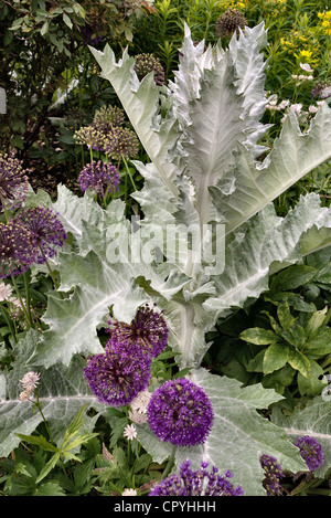 Giant Allium e cardi decorativo in un paese di lingua inglese giardino Foto Stock