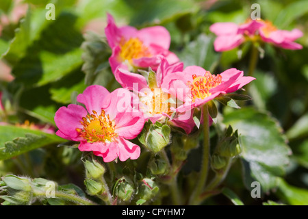 Fiori di colore rosa di Fragaria 'Rosa Panda'. Impianto Strawbwerry Foto Stock