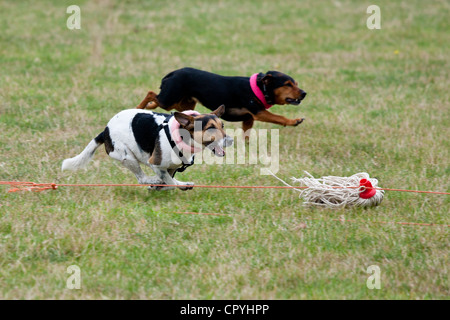 Terrier terrier inseguono racing a Moreton Show, evento agricoli in Moreton-in-Marsh, il Costwolds, Gloucestershire, Regno Unito Foto Stock