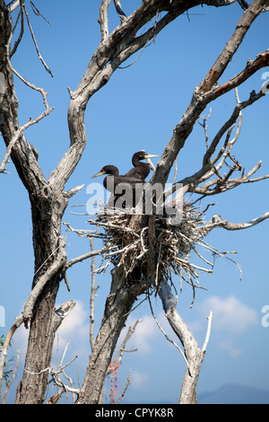 Erodios,lago di Kerkini,Grecia,bird,ecosistema,nest,natura Foto Stock