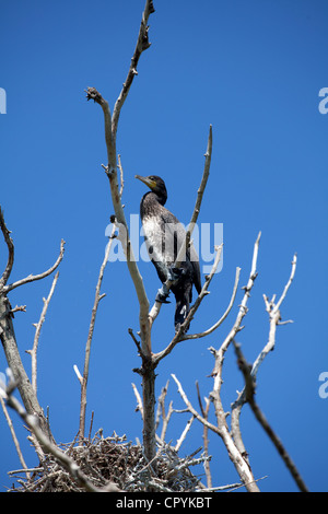 Erodios,lago di Kerkini,Grecia,bird,ecosistema,nest,natura Foto Stock