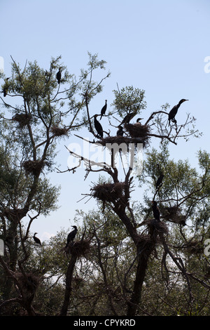 Erodios,lago di Kerkini,Grecia,bird,ecosistema,nest,natura Foto Stock