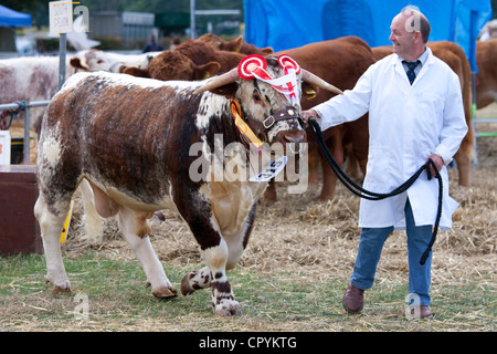 Champion Longhorn Bull a Moreton Show, evento agricoli in Moreton-in-Marsh Showground, il Costwolds, REGNO UNITO Foto Stock
