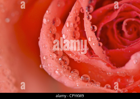 Red Rose vicino fino a vedere il dettaglio texture di fiore. Foto Stock