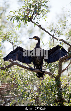 Erodios,lago di Kerkini,Grecia,bird,ecosistema,nest,natura Foto Stock