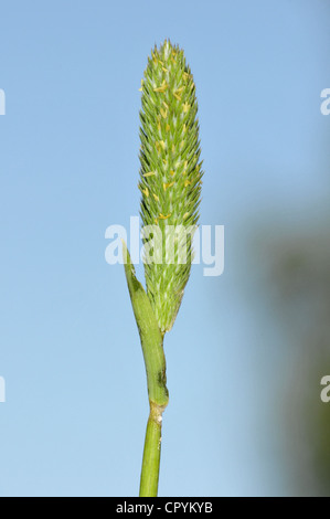 La sabbia del gatto di coda-Phleum arenarium Foto Stock