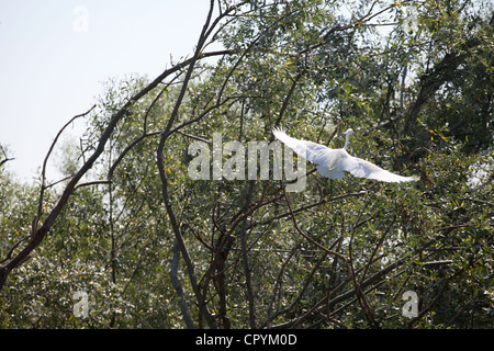 Erodios,lago di Kerkini,Grecia,bird,ecosistema,nest,natura Foto Stock