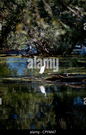 Erodios,lago di Kerkini,Grecia,bird,ecosistema,natura Foto Stock