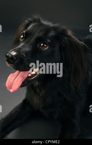 Ritratto di un simpatico cane nero su sfondo nero. Foto Stock