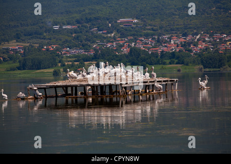 Comunità pelecans nel lago di Kerkini,Grecia Foto Stock