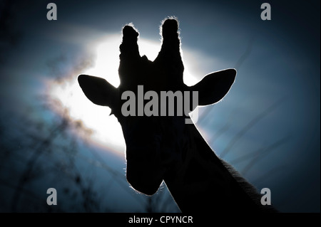 Testa di giraffa, Giraffe reticolate (Giraffa camelopardalis reticulata), con retroilluminazione, Wilhelma, Stoccarda, Germania, Europa Foto Stock