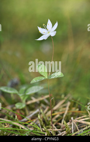 CHICKWEED WINTERGREEN Trientalis europaea (Primulaceae) Foto Stock