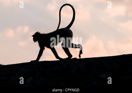 Silhouette di una scimmia su una parete, la rovina della città di Mandu, Madhya Pradesh, India settentrionale, Asia Foto Stock