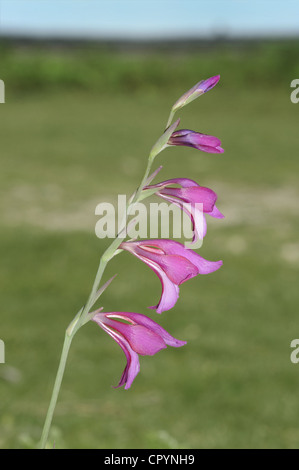 WILD GLADIOLUS Gladiolus illyricus Foto Stock