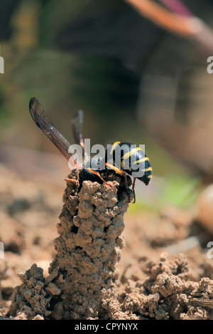 Spinosa Mason Wasp (Odynerus spinipes) Foto Stock