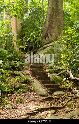 Percorso nella giungla con gradini, Isola di Tioman, Malaysia, sud-est asiatico Foto Stock