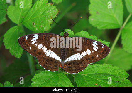 Ammiraglio bianco (Limenitis camilla), butterfly Foto Stock