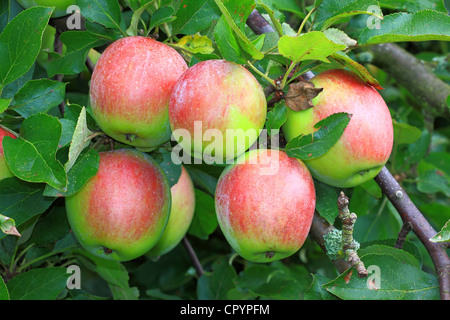 Le mele non trattate che cresce su un albero di mele Foto Stock