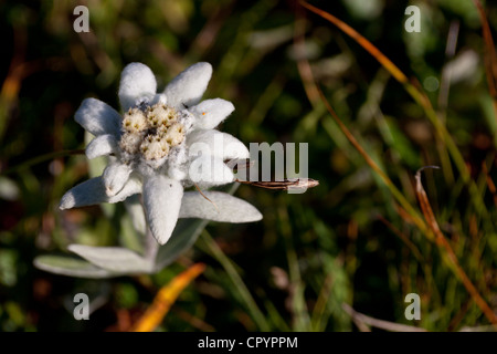 Edelweiss (Leontopodium) in Glarona Alpi, Canton Glarona, Svizzera, Europa Foto Stock