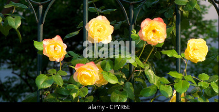 Cinese fiore rosa fiorì in un giardino di primavera Foto Stock