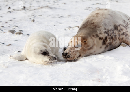 Guarnizione grigio (Halichoerus grypus) con un cub, Dune Helgoland, SCHLESWIG-HOLSTEIN, Germania, Europa Foto Stock