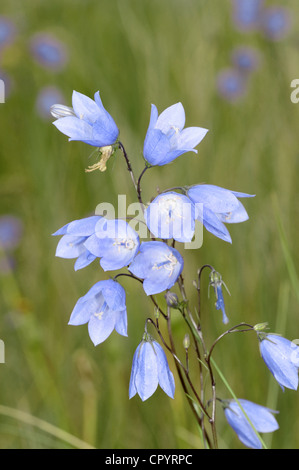 HAREBELL Campanula rotundifolia (Campanulaceae) Foto Stock