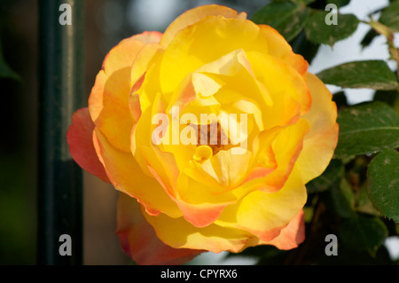 Cinese fiore rosa fiorì in un giardino di primavera Foto Stock