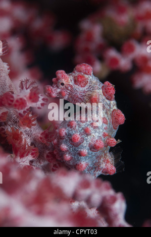 Cavalluccio marino pigmeo (Hippocampus bargibanti) su gorgonia rosa fan corallo in stretto di Lembeh dell Indonesia Foto Stock