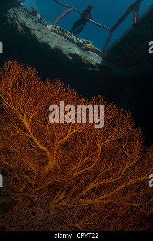 Riflessi e Gorgonia coralli della ventola in stretto di Lembeh dell Indonesia Foto Stock
