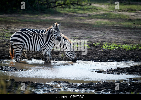 La Burchell Zebra (Equus quagga), bevendo un waterhole, Lake Manyara National Park, Tanzania Africa Foto Stock