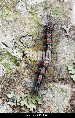 Caterpillar del Gypsy Moth (lymantria dispar) sulla corteccia di faggio, il parco nazionale dei laghi di Plitvice, Croazia, Europa Foto Stock
