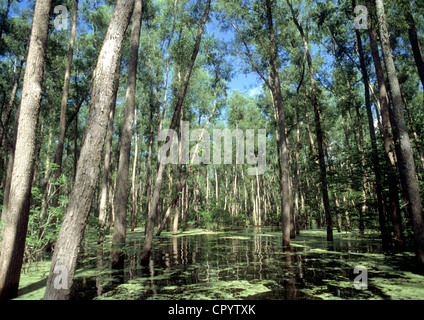 Stati Uniti, Louisiana, Atchafalaya Basin, Bayou Foto Stock