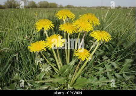 Comune di tarassaco Taraxacum officinale agg. (Asteraceae) Foto Stock