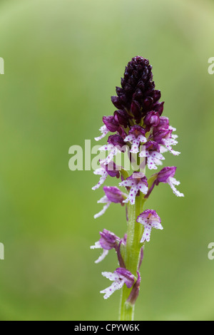 Bruciò orchidea (neotinea ustulata), in Baviera, Germania, Europa Foto Stock