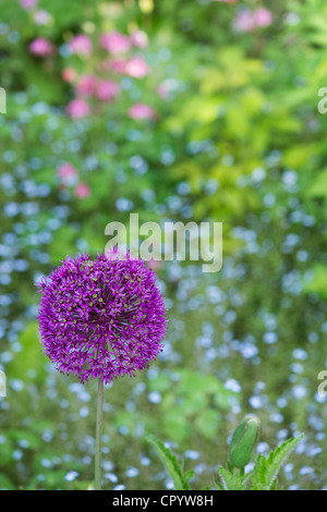 Allium hollandicum 'viola sensazione'. Cipolla ornamentali fiorito davanti non ti scordar di me fiori Foto Stock