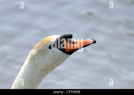 Close up di un cigno alla testa. Foto Stock